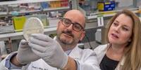 Magnetic Gene in Fish May Someday Help Those with Epilepsy, Parkinson's