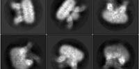 Mutations in This Molecule May Have Helped Mammoths Tolerate the Cold