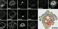 New Method Refines Cell Sample Analysis