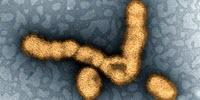 Obesity Extends Duration of Influenza a Virus Shedding