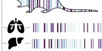 Recording Every Cell's History in Real-Time with Evolving Genetic Barcodes