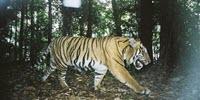 Research Methods That Find Serial Criminals Could Help Save Tigers