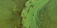 Southern California Coast Emerges as a Toxic Algae Hot Spot