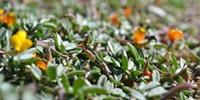 Top-Performing Soil Microbes Could Be Key to Sustainable Agriculture