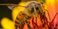 Common Weed Killer Linked to Bee Deaths