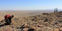 Earth's Oldest Animals Formed Complex Ecological Communities