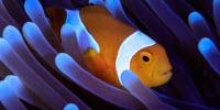 Finding Nemo's Genes
