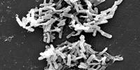 How Hospitals Are Fighting Against C. difficile