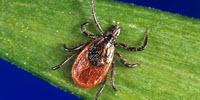 Lyme Disease: A Study on the Speed of Transmission by Infected Ticks