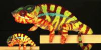 Nanotechnology and the Chemistry of Color-Changing Lizards