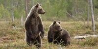 Scientists Use Bear Saliva to Rapidly Test for Antibiotics