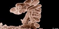 Viruses Discern, Destroy E. Coli in Drinking Water