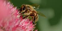 A Break from the Buzz: Bees Go Silent during Total Solar Eclipse