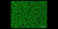 Biomaterials with 'Frankenstein Proteins' Help Heal Tissue
