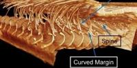 Chinese Researchers Discover How Bird Feathers Resist Tearing