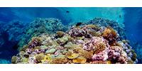Estimating the Feeding Habits of Corals May Offer New Insights on Resilient Reefs