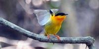 How the World's Fastest Muscle Created Four Unique Bird Species