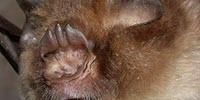 Just How Blind Are Bats? Color Vision Gene Study Examines Key Sensory Tradeoffs