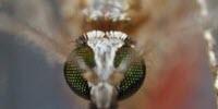 Malaria Parasites Adapt to Mosquito Feeding Times, Study Shows