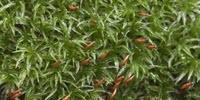 Moss Rapidly Detects, Tracks Air Pollutants in Real Time