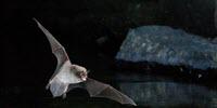 New Study May Provide Clues to How Birds Began to Fly