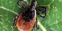 New Techniques Can Detect Lyme Disease Weeks before Current Tests