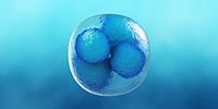 Scientists Mimic the Earliest Stages of Human Development