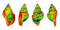 Sea Snail Shells Dissolve in Increasingly Acidified Oceans