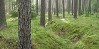 Secondary Forests Have Short Lifespans