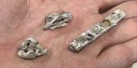 Smallest Ever Tylosaurus Fossil Sheds Light on Species