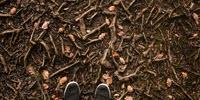 Study Reveals How Soil Bacteria Are Primed to Consume Greenhouse Gas