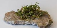 Type of Moss Could Prove to Be More Medically Effective Than Hemp