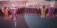 Weight Loss Drug Shows Positive Effect on Diabetes