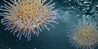 A Water Treatment Breakthrough, Inspired by a Sea Creature
