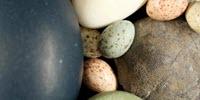 Dinosaurs Put All Colored Birds' Eggs in One Basket, Evolutionarily Speaking