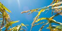 Hot Temperatures Can Trigger an RNA Response in Plants