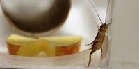 Human Pharmaceuticals Change Cricket Personality