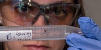 Hungry Ticks Work Harder to Find You