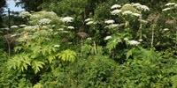 New Tool to Predict Which Plants Will Become Invasive