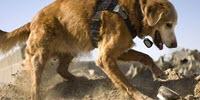 Researchers Hope a 'Robo-Nose' Could Give K-9 Officers a Break