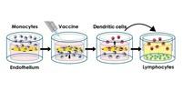 Scientists Unveil Completely Human Platform for Testing Age-Specific Vaccine Responses