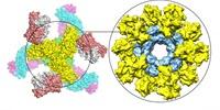 Scripps Research Scientists Unveil Promising New HIV Vaccine Strategy