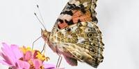 Sequencing Pollen DNA to Discover Insect Migratory Routes