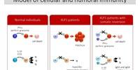 Small Populations of Normal Cells Affect Immunity in Patients with XLP1