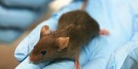 Better Mouse Model Built to Enable Precision Medicine Research for Alzheimer's