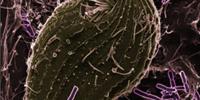 Double the Stress Slows Down Evolution