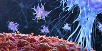 Major Breakthrough in Quest for Cancer Vaccine