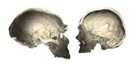 Neandertal Genes Give Clues to Human Brain Evolution