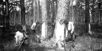 Researchers Reverse Engineer Way Pine Trees Produce Green Chemicals Worth Billions