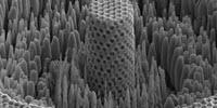 'Metallic Wood’ Has Strength of Titanium, Density of Water